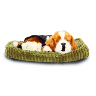 Companion Puppy - Beagle