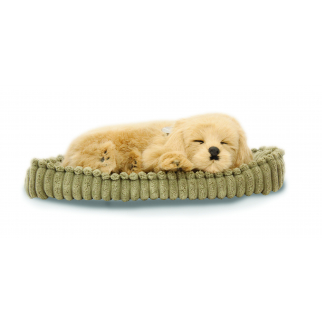 Companion Puppy - Golden Retriever